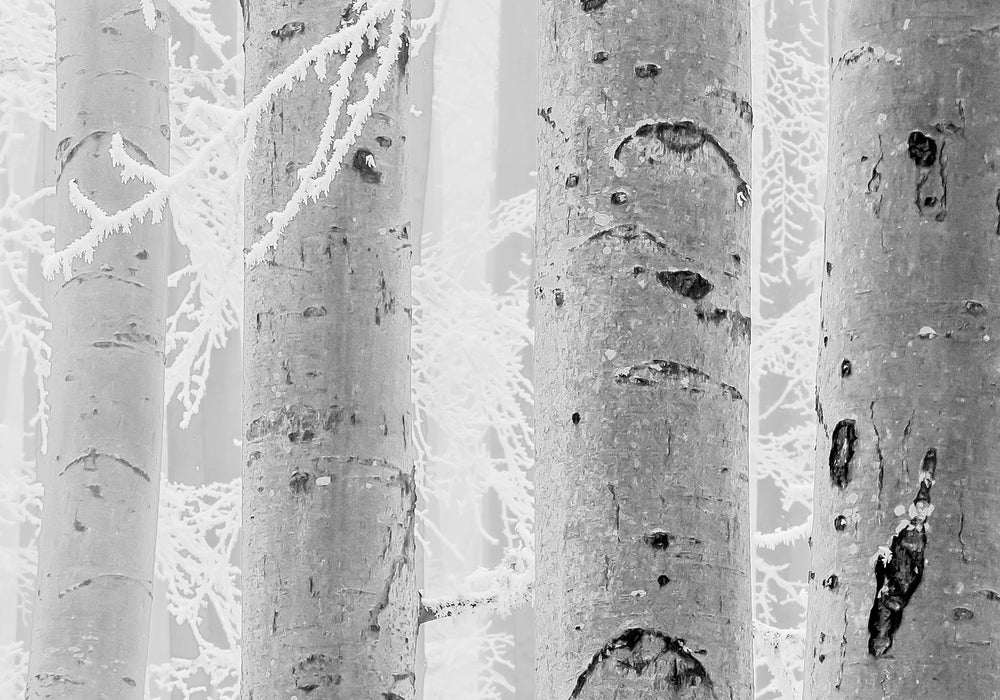 Digitaldruck Vlies Fototapete | Winter Wood | 400 x 280 cm