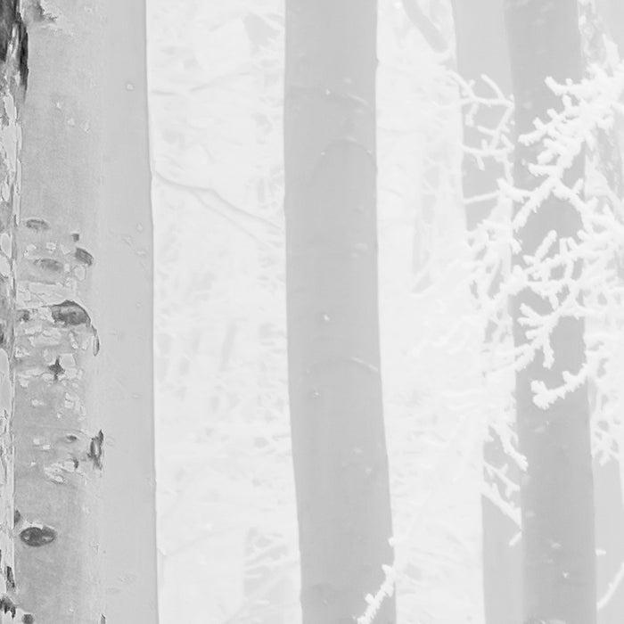 Digitaldruck Vlies Fototapete | Winter Wood | 400 x 280 cm