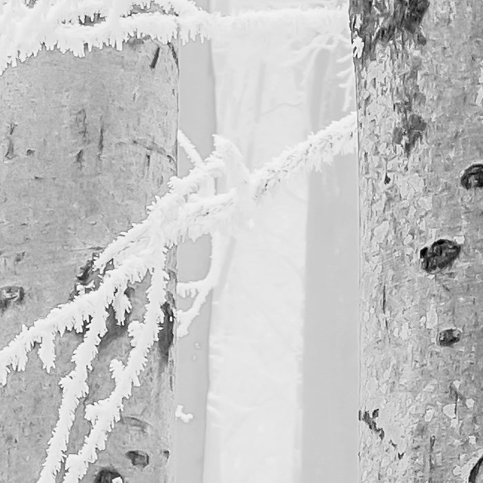 Digitaldruck Vlies Fototapete | Winter Wood | 400 x 280 cm