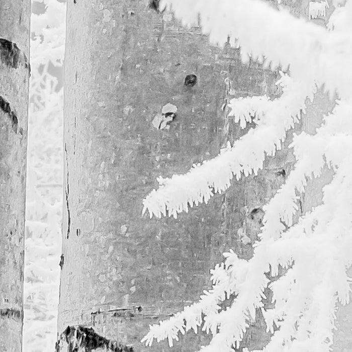 Digitaldruck Vlies Fototapete | Winter Wood | 400 x 280 cm