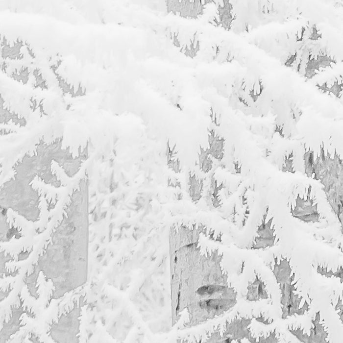 Digitaldruck Vlies Fototapete | Winter Wood | 400 x 280 cm