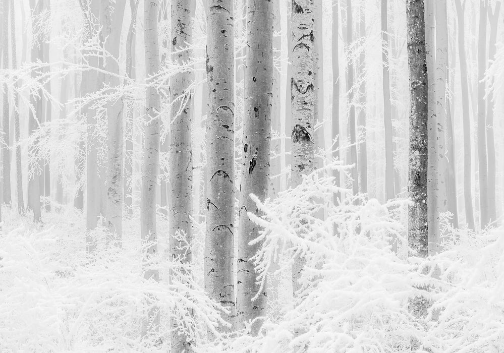 Digitaldruck Vlies Fototapete | Winter Wood | 400 x 280 cm
