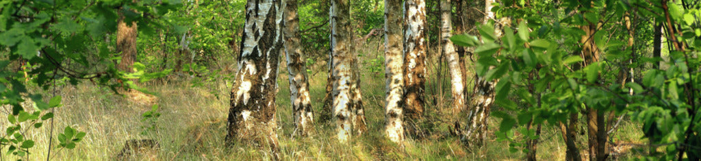 Naber | PICit® 8, Nischenrückwand, Aluminium, 16 mm, glänzend