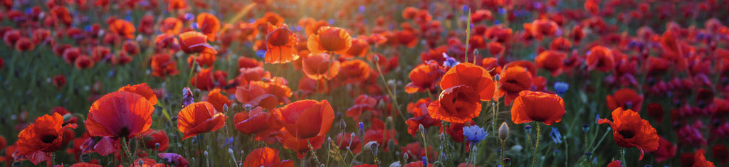 Naber | PICit® 143, Nischenrückwand, Acryl, 3,5 mm, glänzend