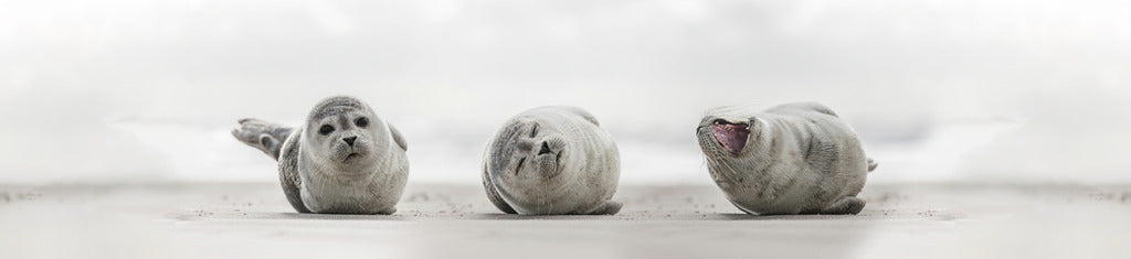 Naber | PICit® 147, Nischenrückwand, Aluminium, 16 mm, matt