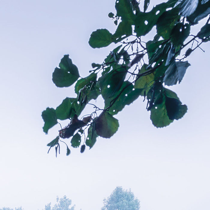 Digitaldruck Vlies Fototapete | Morning View | 200 x 100 cm