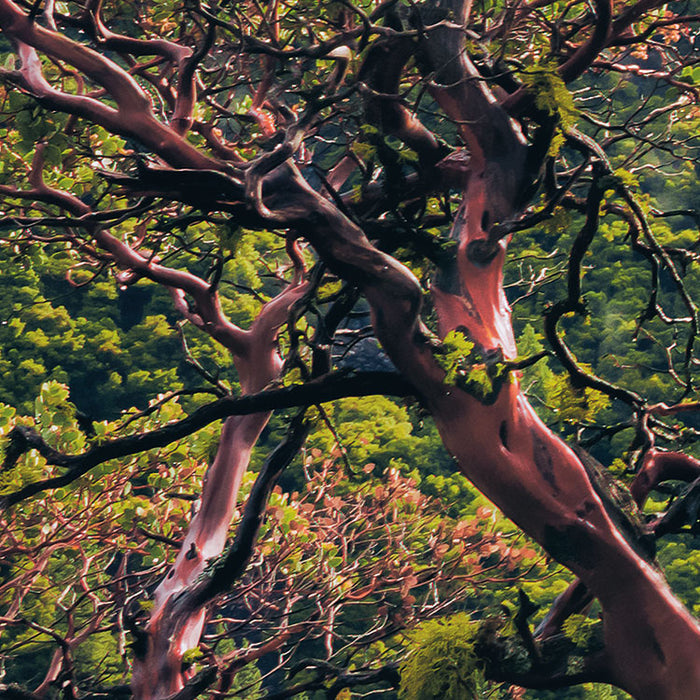 Digitaldruck Vlies Fototapete | Unique Paradise | 200 x 100 cm