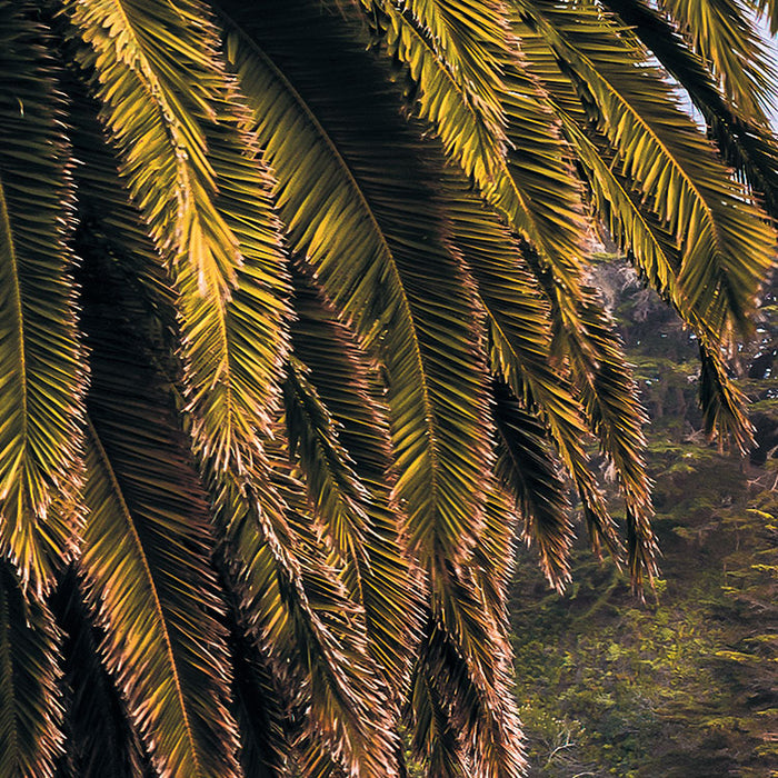 Digitaldruck Vlies Fototapete | Paradise Falls | 200 x 100 cm