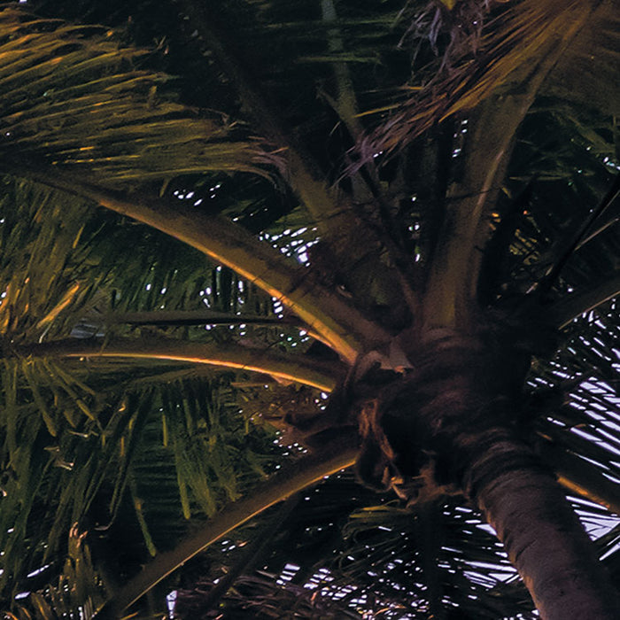 Digitaldruck Vlies Fototapete | Palmtrees on Beach | 200 x 250 cm