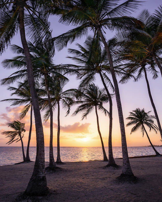 Digitaldruck Vlies Fototapete | Palmtrees on Beach | 200 x 250 cm