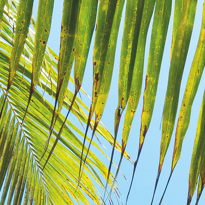 Digitaldruck Vlies Fototapete | Under The Palmtree | 200 x 250 cm