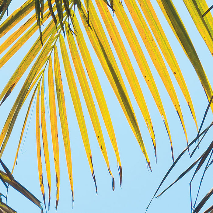 Digitaldruck Vlies Fototapete | Under The Palmtree | 200 x 250 cm