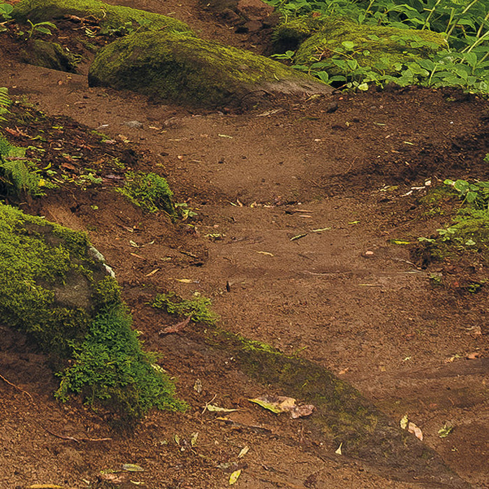 Digitaldruck Vlies Fototapete | The Path | 200 x 250 cm