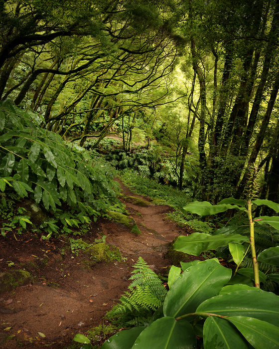 Digitaldruck Vlies Fototapete | The Path | 200 x 250 cm