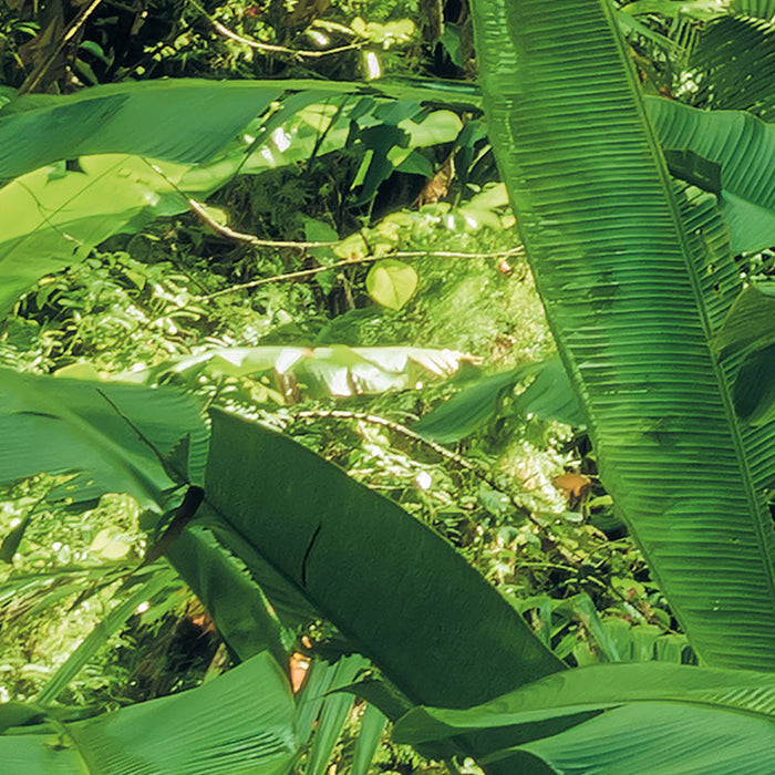 Digitaldruck Vlies Fototapete | Into The Jungle | 400 x 250 cm