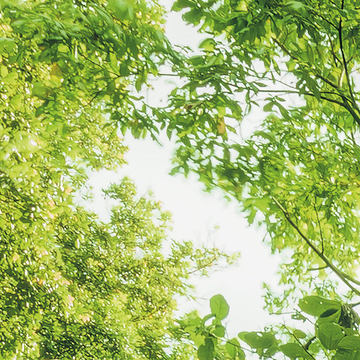 Digitaldruck Vlies Fototapete | Into The Jungle | 400 x 250 cm