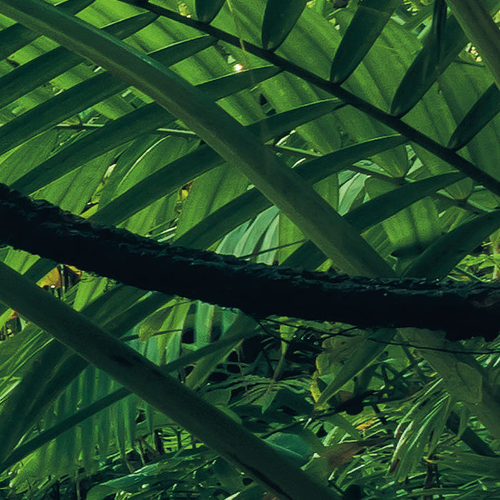 Digitaldruck Vlies Fototapete | Into The Jungle | 400 x 250 cm