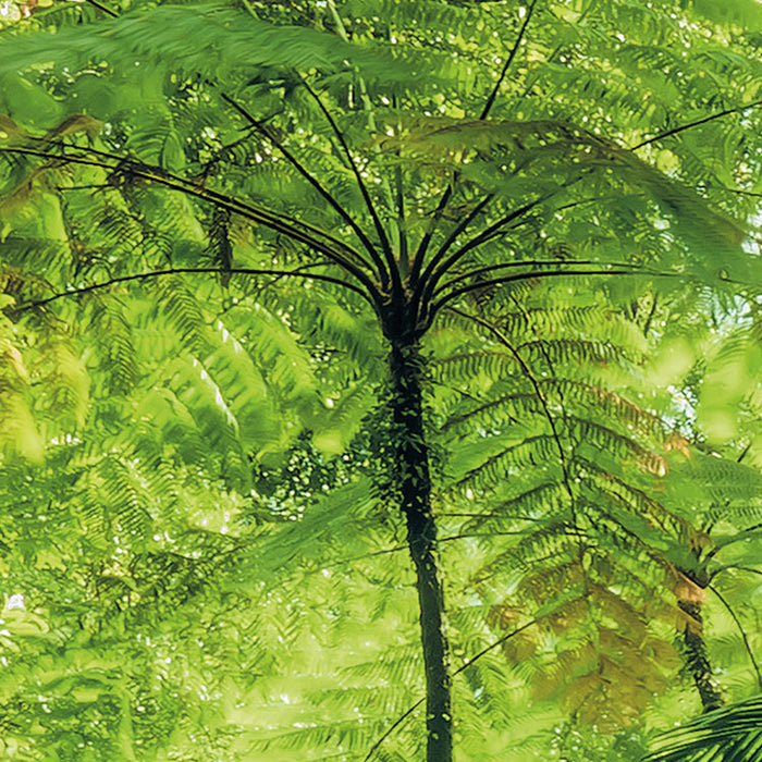 Digitaldruck Vlies Fototapete | Into The Jungle | 400 x 250 cm