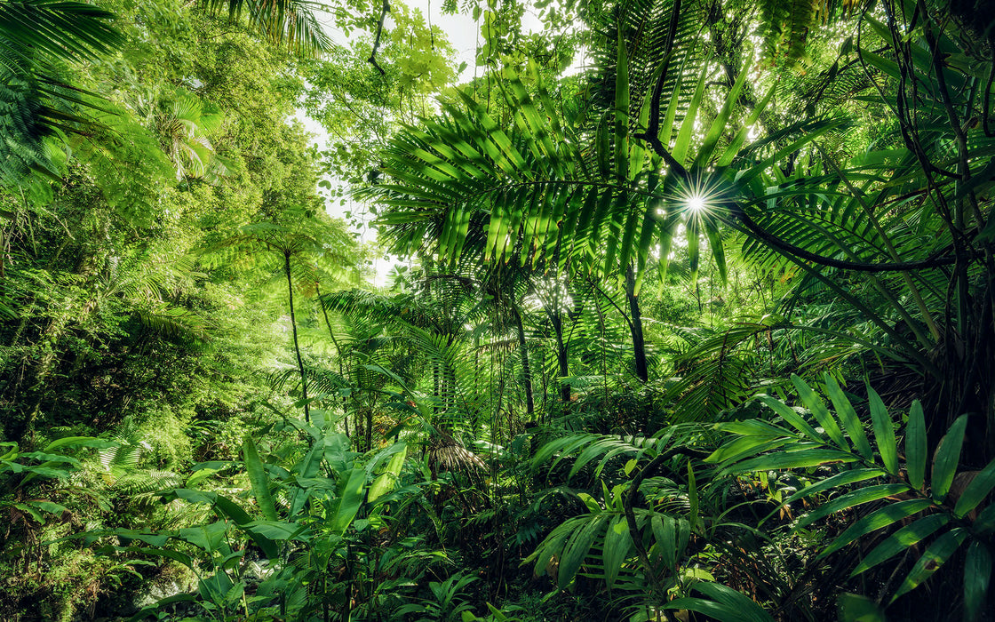 Digitaldruck Vlies Fototapete | Into The Jungle | 400 x 250 cm