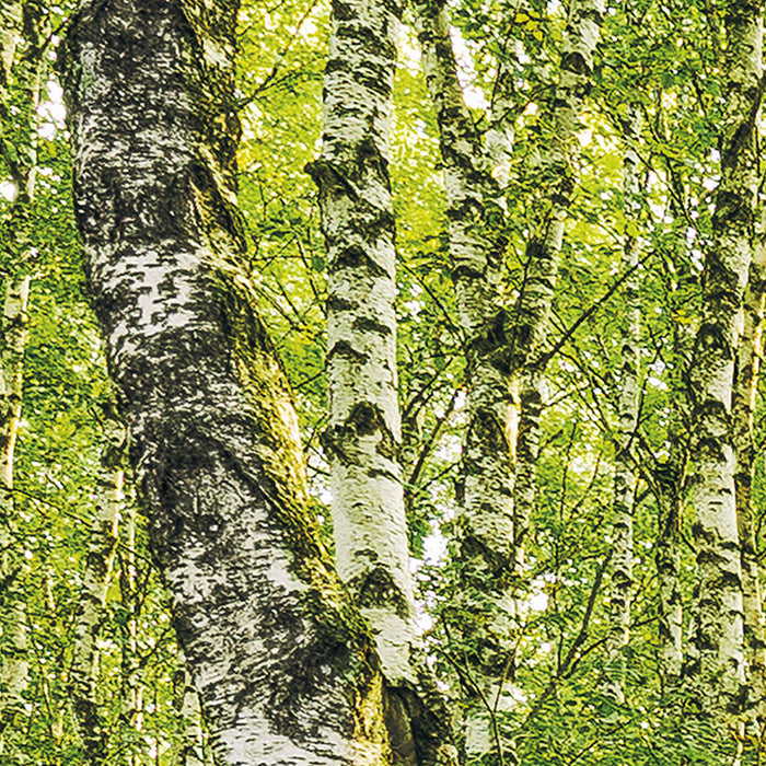 Digitaldruck Vlies Fototapete | Birch Trees | 400 x 250 cm