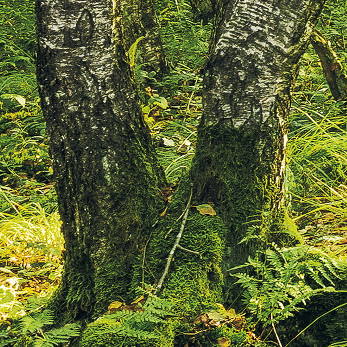 Digitaldruck Vlies Fototapete | Birch Trees | 400 x 250 cm