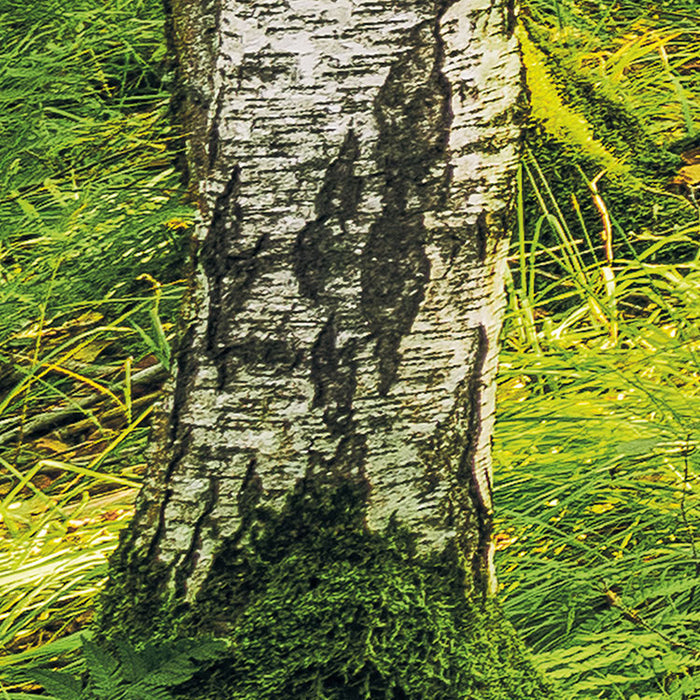 Digitaldruck Vlies Fototapete | Birch Trees | 400 x 250 cm