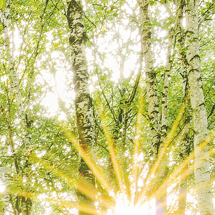 Digitaldruck Vlies Fototapete | Birch Trees | 400 x 250 cm