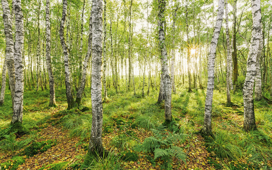 Digitaldruck Vlies Fototapete | Birch Trees | 400 x 250 cm