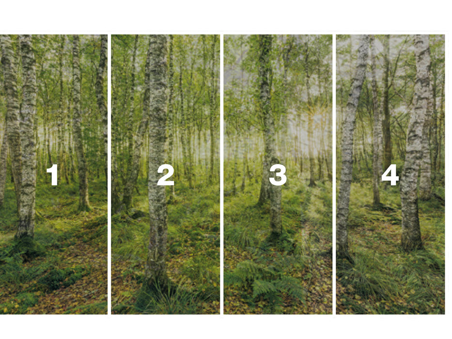 Digitaldruck Vlies Fototapete | Birch Trees | 400 x 250 cm