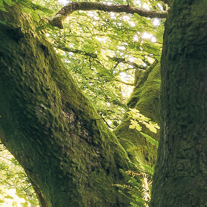 Digitaldruck Vlies Fototapete | Mystic Path | 400 x 250 cm