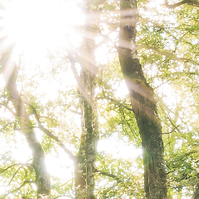Digitaldruck Vlies Fototapete | Mystic Path | 400 x 250 cm