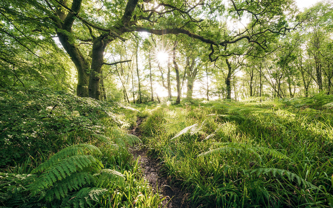 Digitaldruck Vlies Fototapete | Mystic Path | 400 x 250 cm