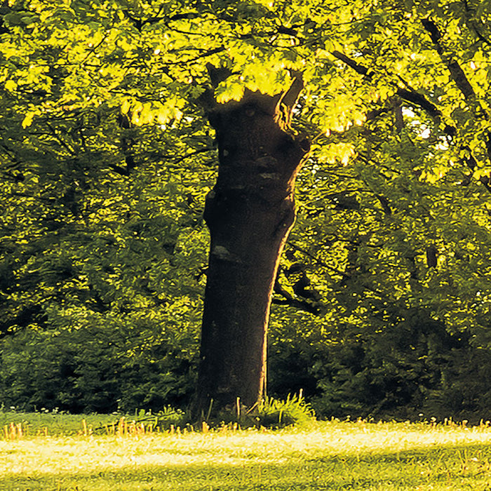 Digitaldruck Vlies Fototapete | Golden Moment | 400 x 250 cm