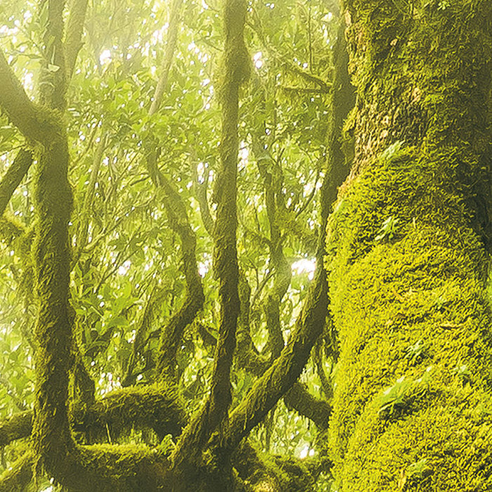 Digitaldruck Vlies Fototapete | Green Fire | 400 x 250 cm