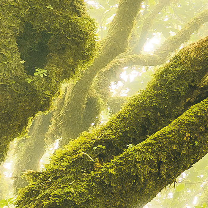 Digitaldruck Vlies Fototapete | Green Fire | 400 x 250 cm