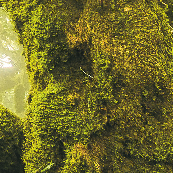 Digitaldruck Vlies Fototapete | Green Fire | 400 x 250 cm