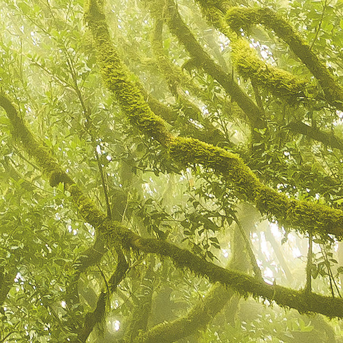 Digitaldruck Vlies Fototapete | Green Fire | 400 x 250 cm
