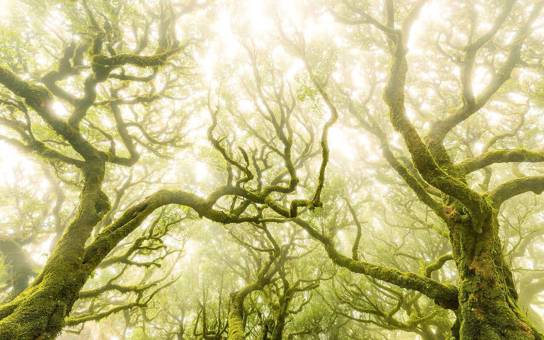 Digitaldruck Vlies Fototapete | Green Fire | 400 x 250 cm