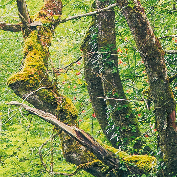 Digitaldruck Vlies Fototapete | Green Tales | 400 x 250 cm