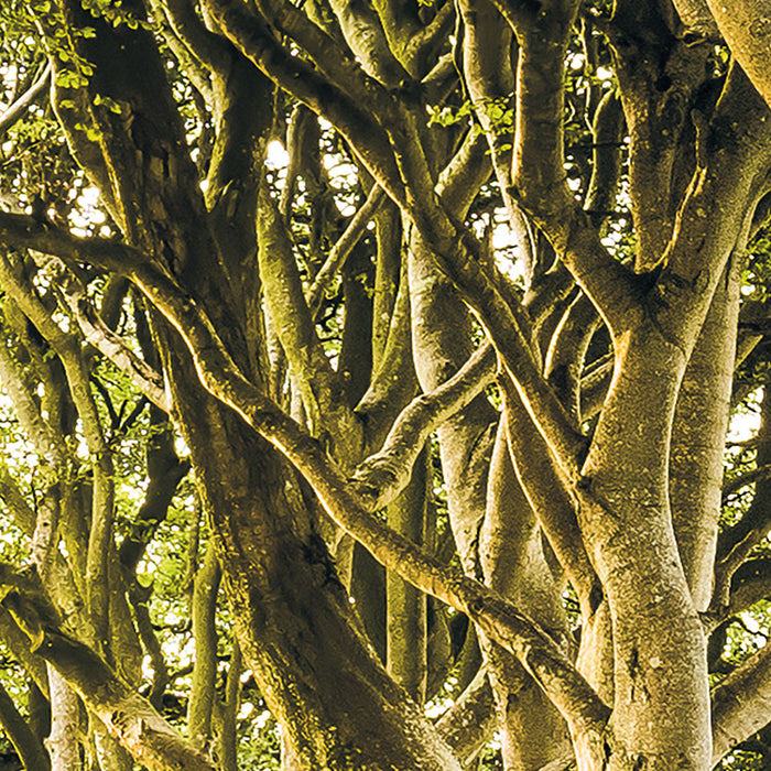 Digitaldruck Vlies Fototapete | Golden Hedges | 400 x 250 cm