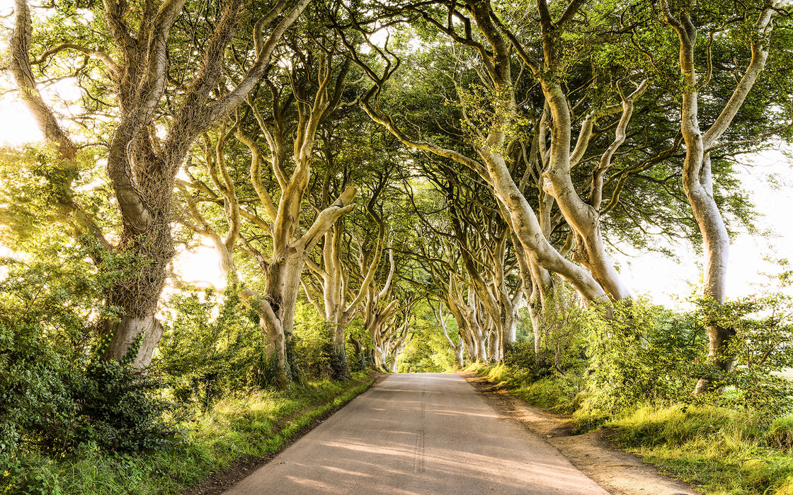 Digitaldruck Vlies Fototapete | Golden Hedges | 400 x 250 cm