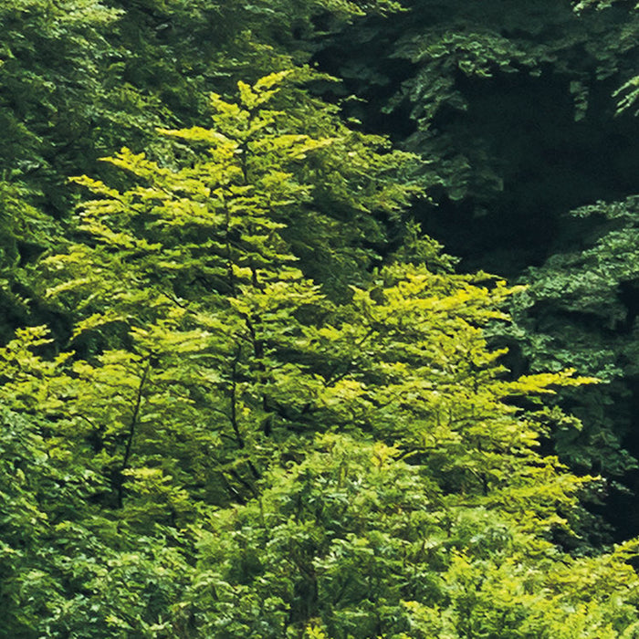 Digitaldruck Vlies Fototapete | Forest Land | 400 x 250 cm