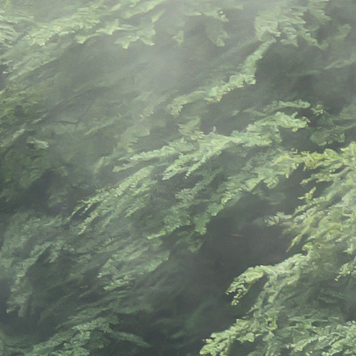 Digitaldruck Vlies Fototapete | Forest Land | 400 x 250 cm