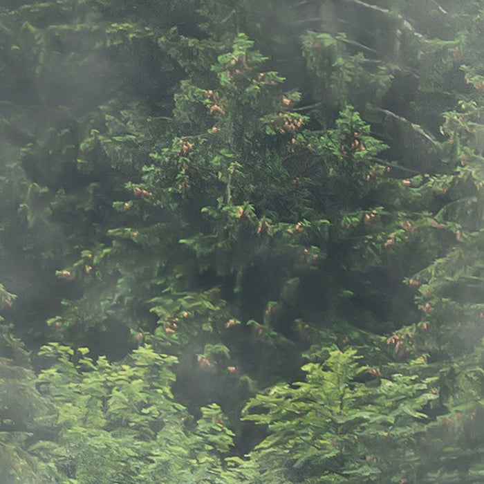 Digitaldruck Vlies Fototapete | Forest Land | 400 x 250 cm