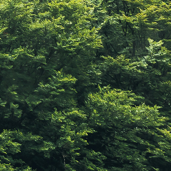 Digitaldruck Vlies Fototapete | Forest Land | 400 x 250 cm