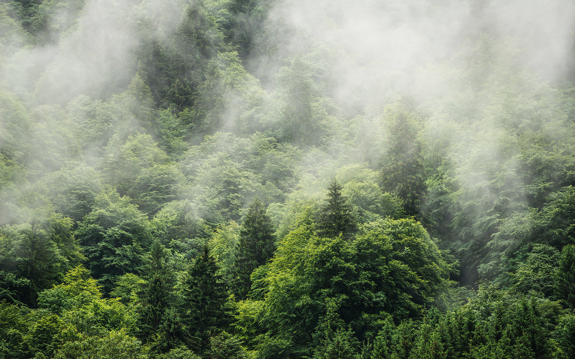 Digitaldruck Vlies Fototapete | Forest Land | 400 x 250 cm