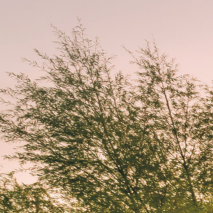 Digitaldruck Vlies Fototapete | Morning View II | 400 x 250 cm