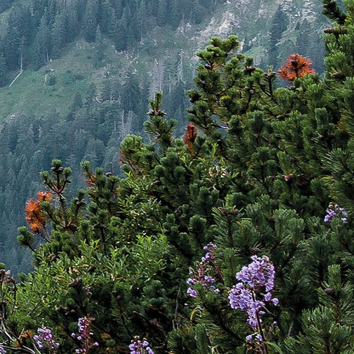 Digitaldruck Vlies Fototapete | Alps | 400 x 250 cm