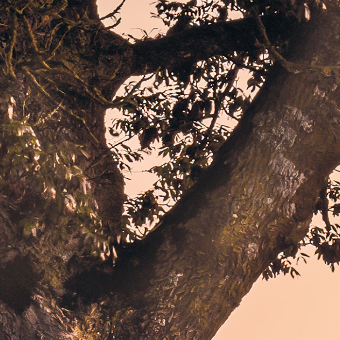 Digitaldruck Vlies Fototapete | Misty Morning | 400 x 250 cm