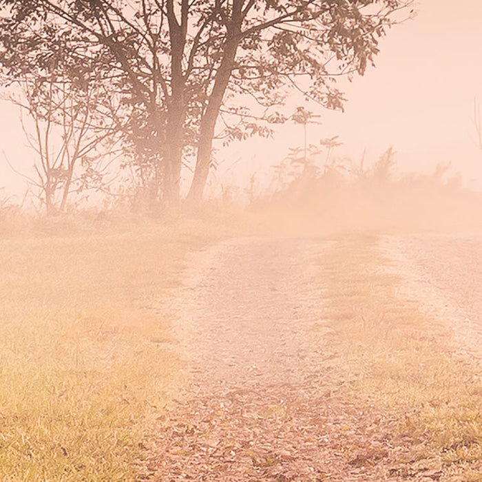 Digitaldruck Vlies Fototapete | Misty Morning | 400 x 250 cm